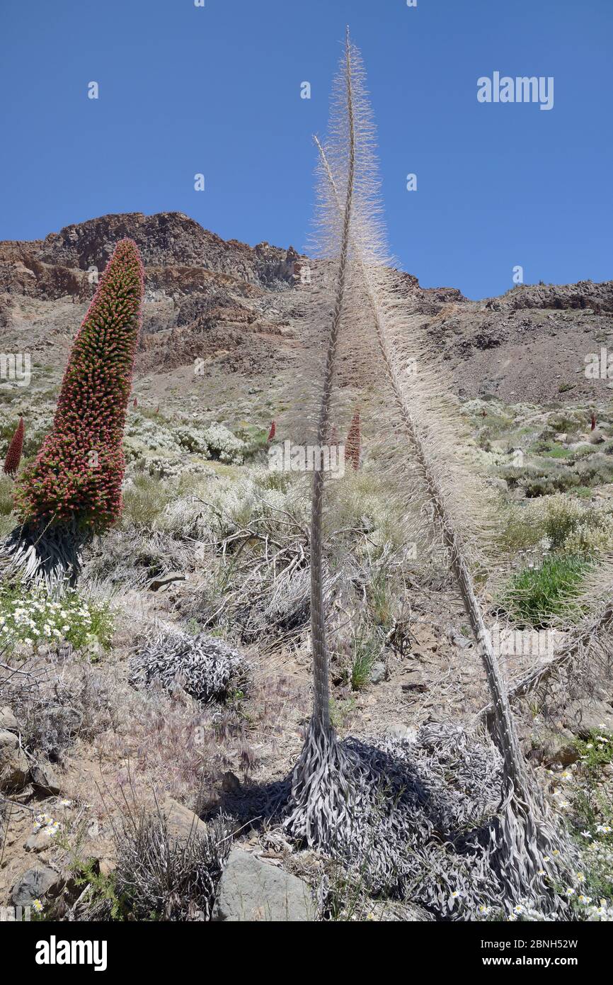 Getrocknete Skelette und blühende Spitzen des Teide bugloss (Echium wildpretii) Blütenspitzen in der Caldera Las Canadas, Teide Nationalpark, Teneriffa Stockfoto