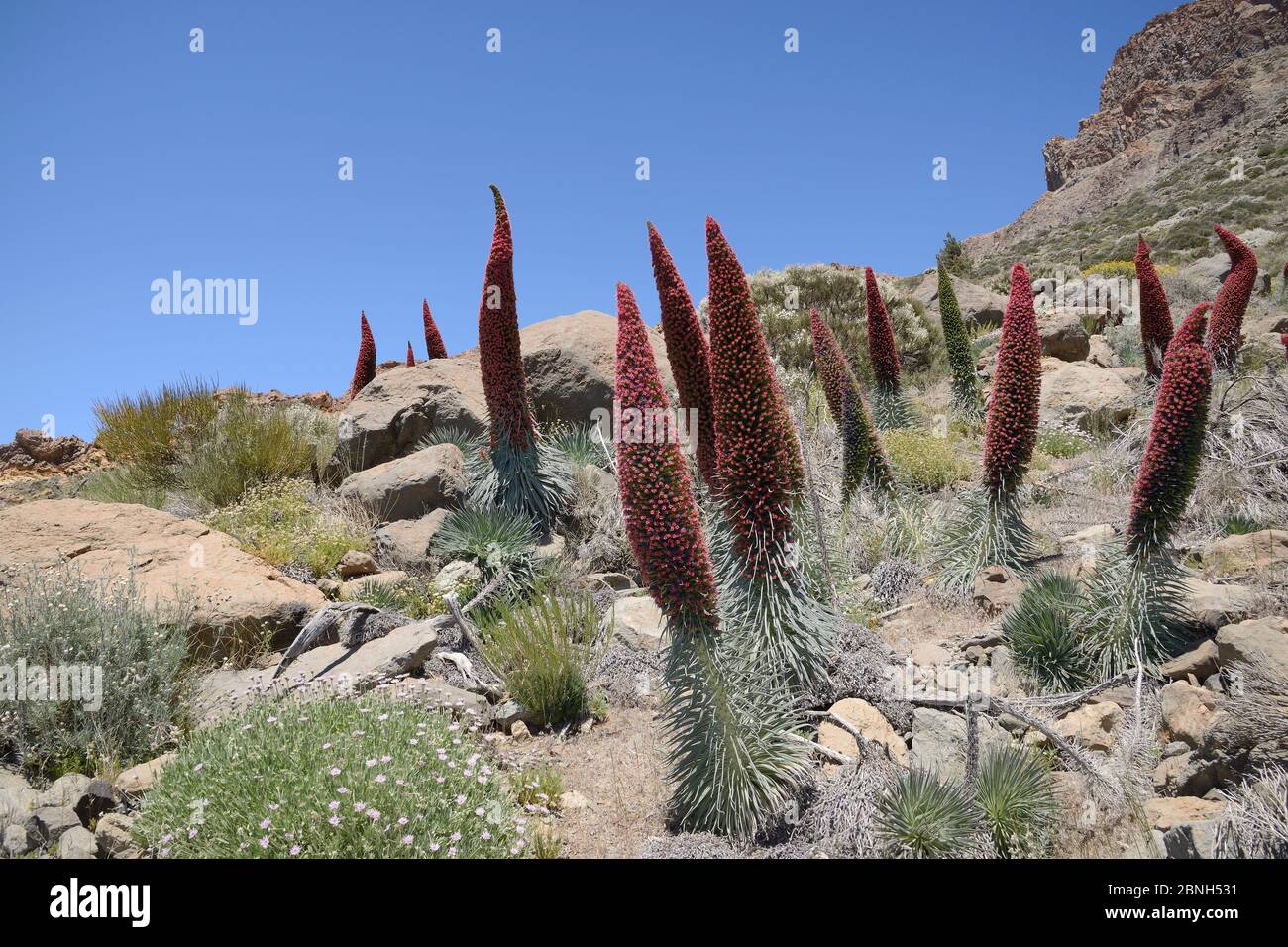Masse des Teide bugloss (Echium wildpretii) Blühende Spikes in der Las Canadas Caldera, Nationalpark Teide, Teneriffa, Mai. Stockfoto