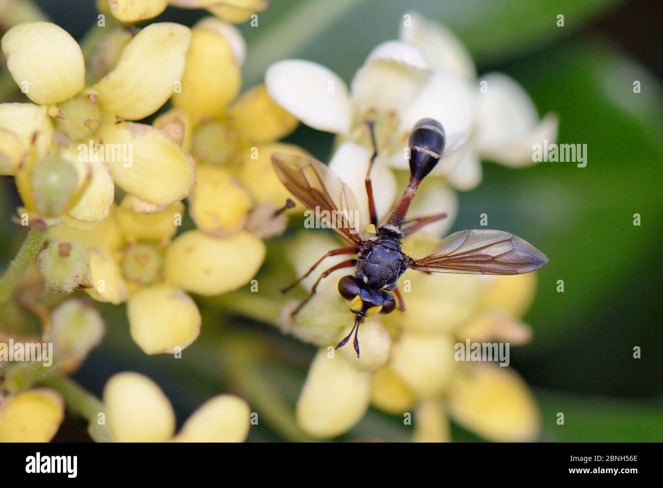 Dickkopffliege (Physocephala rufipes), ein Parasit der Bienen, die sich von japanischen Mock-Orange-Blüten (Pittosporum tobira) ernährt, Lesbos/ Lesvos, Griechenland, Mai Stockfoto