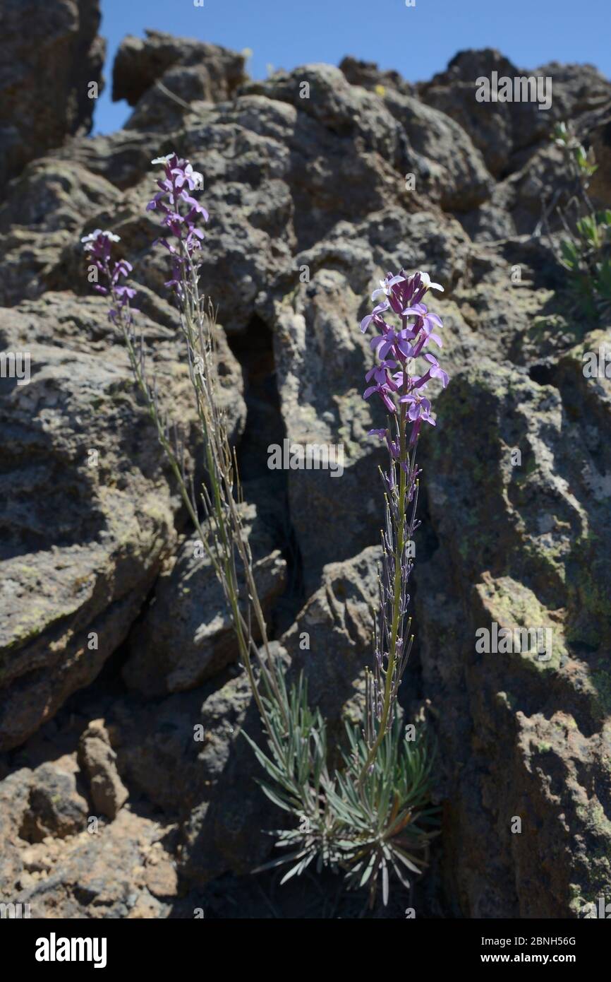 Teide-Wandblume (Erysimum scoparium), endemisch auf Teneriffa, blühend im Lavastein, Teide-Nationalpark, Teneriffa, Mai. Stockfoto