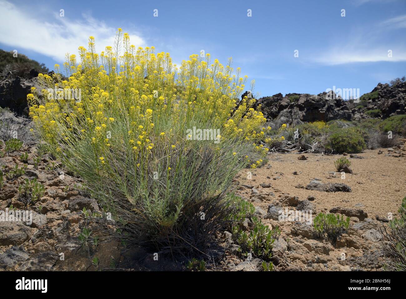 Teide Stroh (Descourainia bourgaeana), endemisch auf Teneriffa, blühend zwischen alten vulkanischen Lavaströmen und Bimsstein Boden, Teide Nationalpark, Teneriffa, Ma Stockfoto