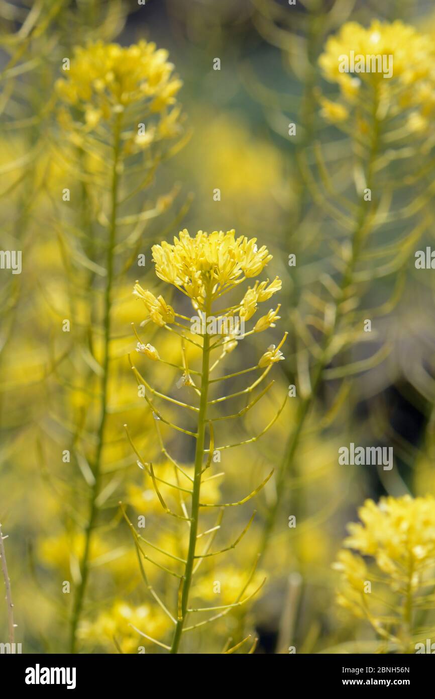 Teide Stroh (Descourainia bourgaeana) blüht, endemisch auf Teneriffa, Teide Nationalpark, Teneriffa, Mai. Stockfoto