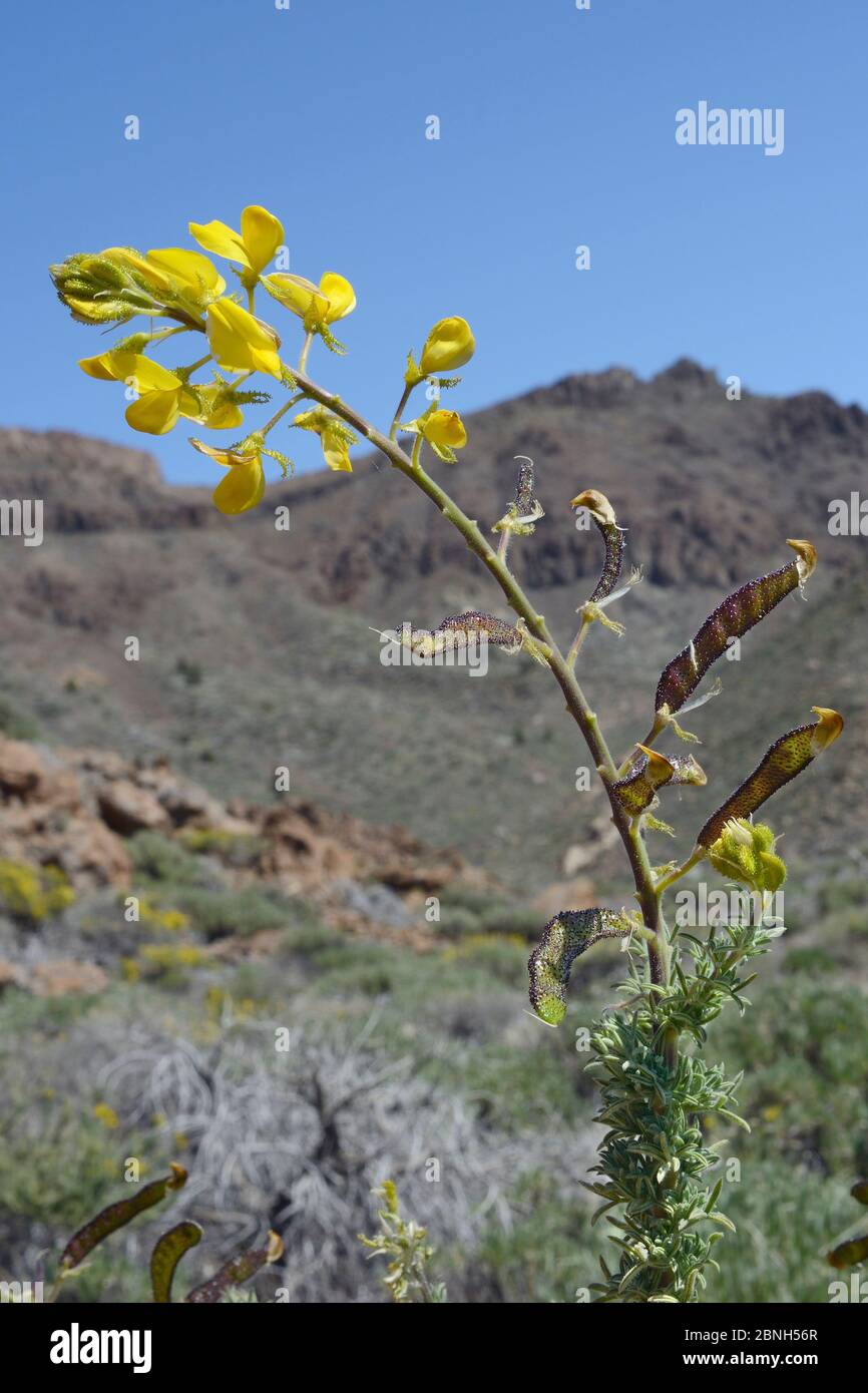 Teide klebrige Besen (Adenocarpus viscosus) Blühende an den Hängen des Mount Teide Nationalpark Teide, Teneriffa, Mai. Stockfoto