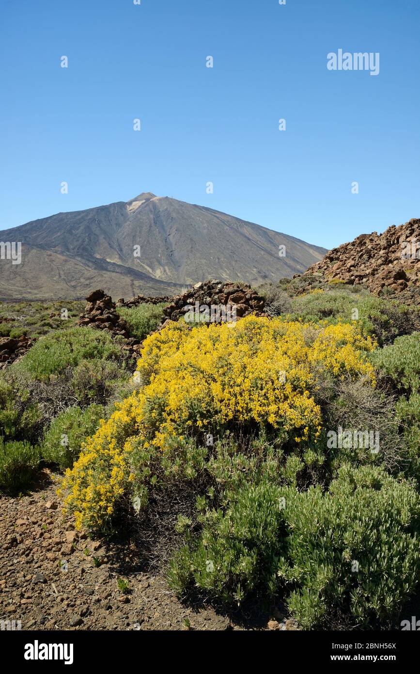 Teide klebrige Besen (Adenocarpus viscosus) Blühende an den Hängen des Mount Teide Nationalpark Teide, Teneriffa, Mai. Stockfoto