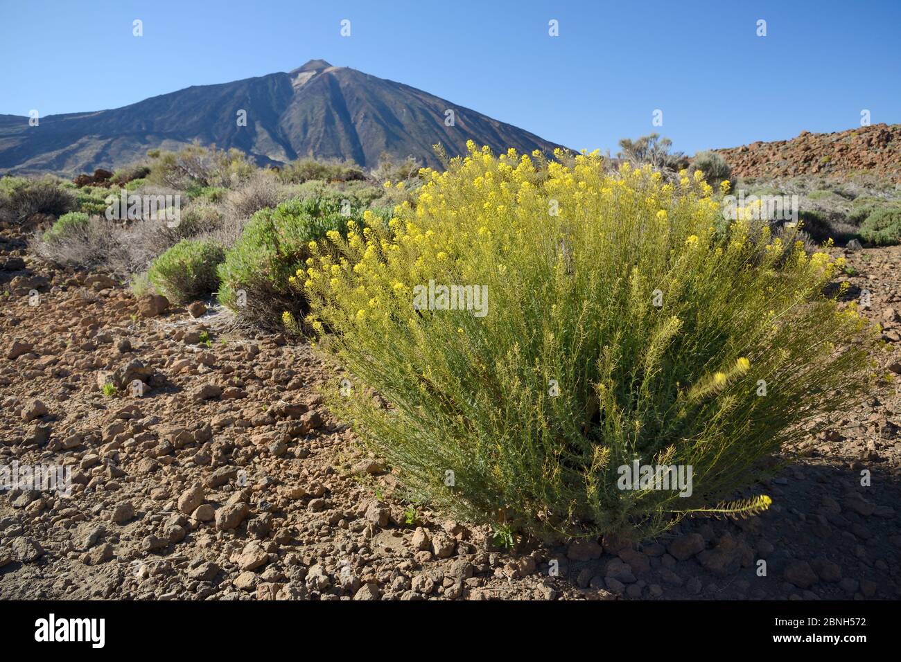 Teide Stroh (Descurainia bourgeauana) Blühende an den Hängen des Mount Teide Nationalpark Teide, Teneriffa, Mai. Stockfoto