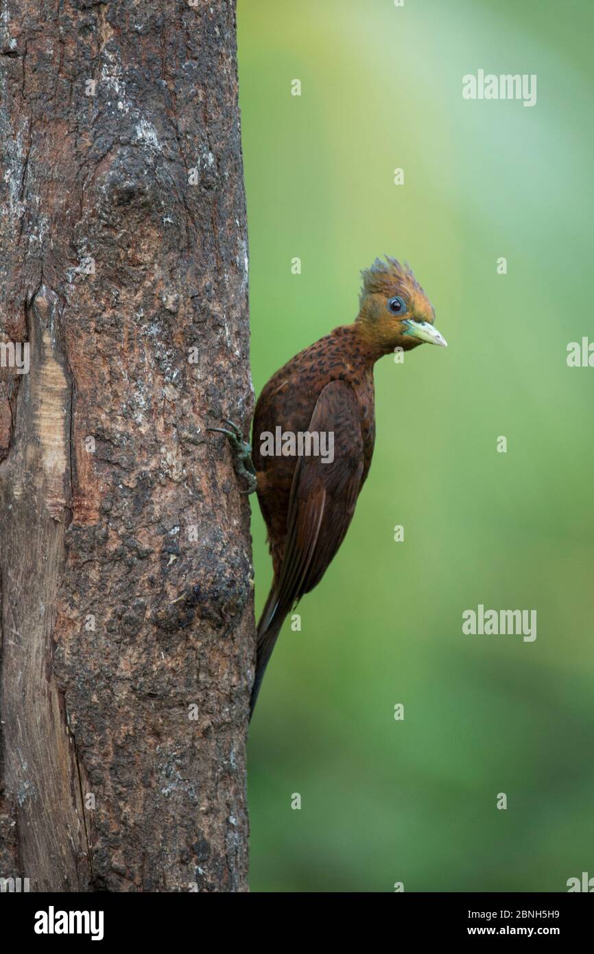 Kastanienspecht (Celeus castaneus) im Norden Costa Ricas. Stockfoto