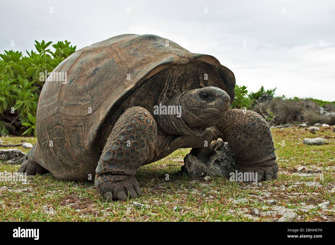 Aldabra Giant Tortoise (Aldabrachelys gigantea) Porträt auf Grand Terre, Naturerbe, Aldabra Stockfoto