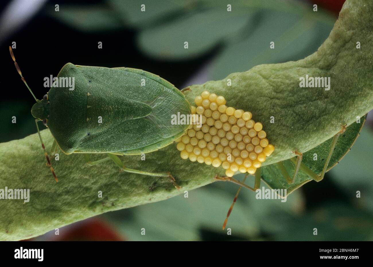 Südliche grün stinken Wanze Nezara viridula) (weiblich, Eier zu legen. Eingeführt Schädling-spezies in Australien. Stockfoto