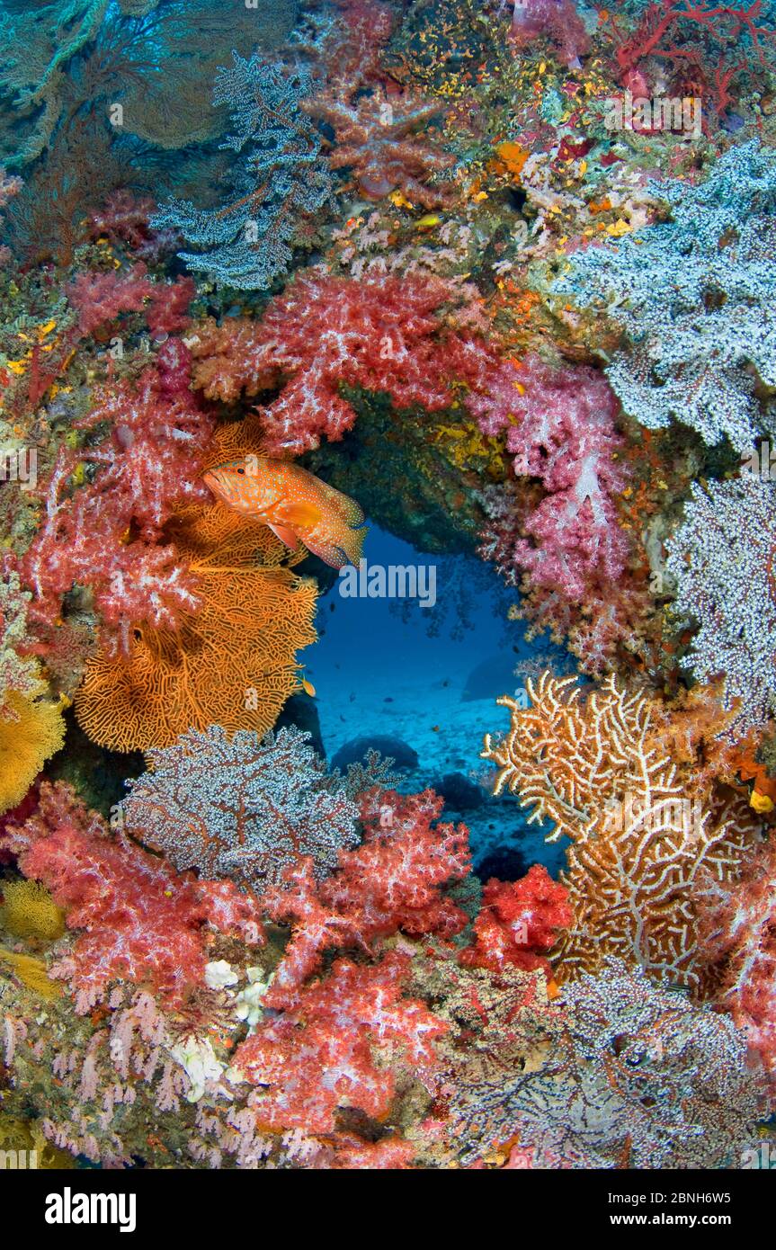 Korallenbarsch (Cephalopholis miniata) bewacht sein Gebiet auf einem bunten Korallenriff. Östlich Von Eden, Similan Inseln, Thailand. Andamanensee, Indische O Stockfoto