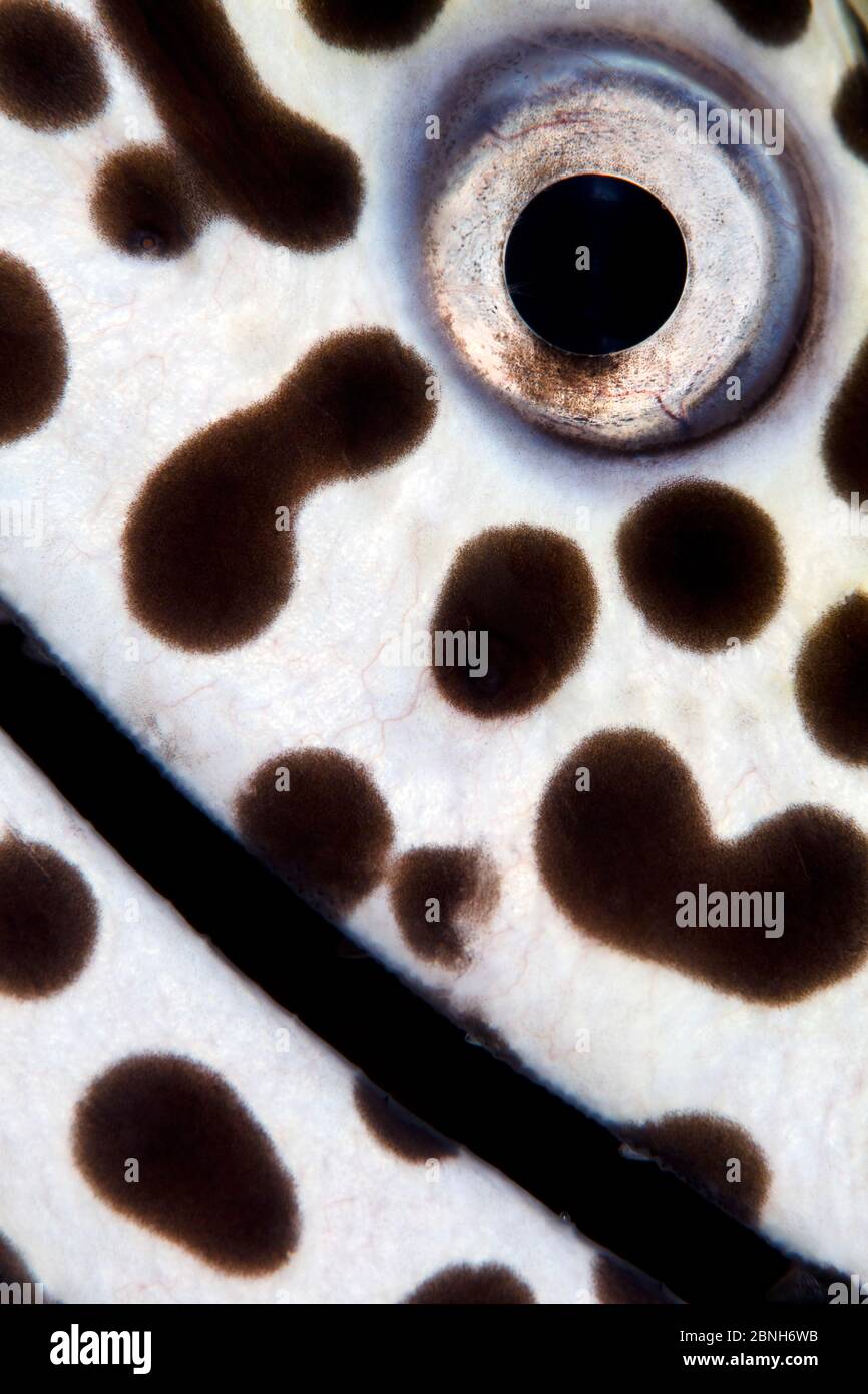Nahaufnahme eines Spotted Moray (Gymnothorax isingteena), Baa Atoll, Malediven. Indischer Ozean. Stockfoto
