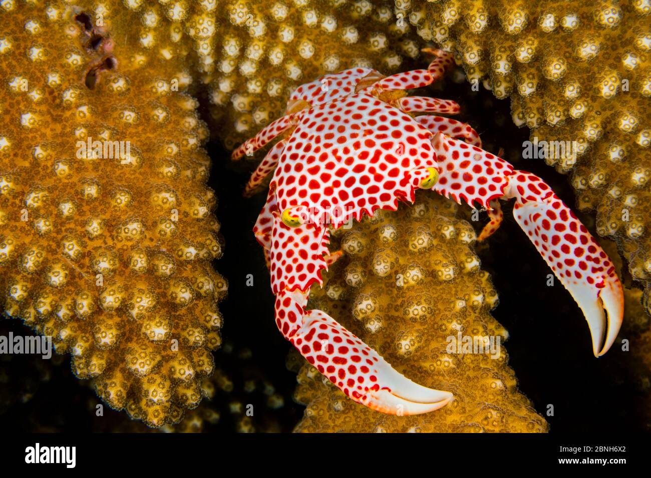 Rotfleckige Wachskrabbe (Trapezia tigrina) Weibchen auf einer Koralle (Pocillopora sp.). Seraya, Tulamben, Bali, Indonesien. Java-Meer Stockfoto