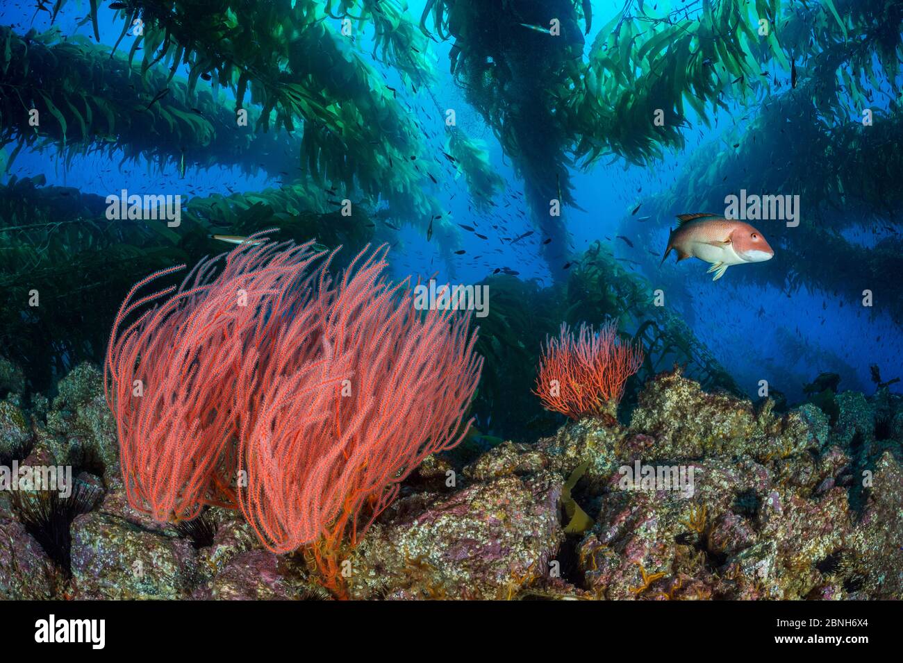 Rote Gorgonien (Lophogorgia chilensis), die unter einem Riesenkelp (Macrocystis pyrifera) Wald wachsen, mit weiblichem kalifornischem Schafkopf (Semicossyphus pul Stockfoto