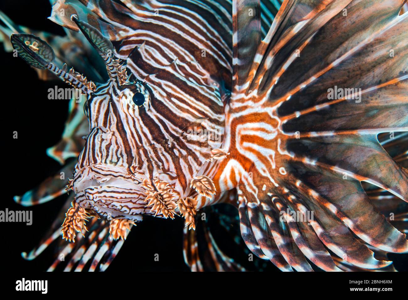 Löwenfisch (Pterois volitans) Porträt, invasive Arten in der Karibik. East End, Grand Cayman, Cayman Islands, British West Indies, Karibik. Stockfoto