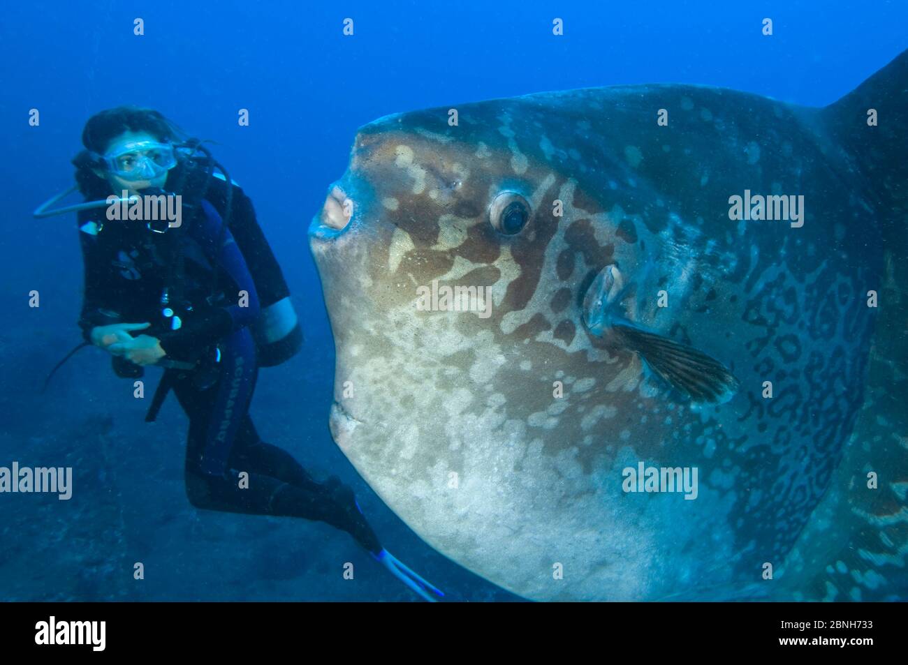 Der Taucher trifft auf einen großen Mondfisch (Mola Mola), den schwersten knöchernen Fisch der Welt. Tulamben, Bali, Indonesien. Java Sea Model veröffentlicht Stockfoto