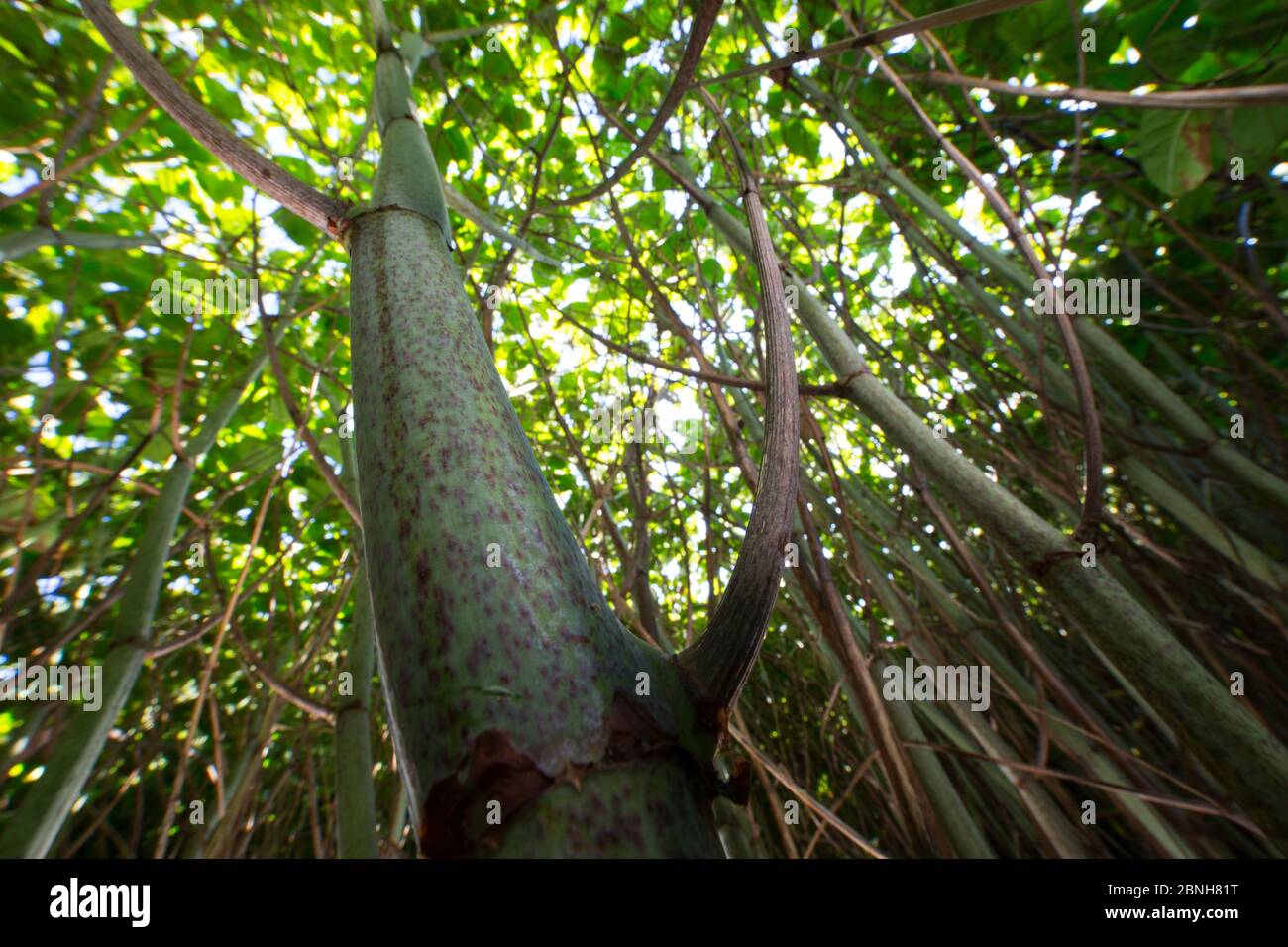 Japanischer Knöterich (Fallopia japonica oder Polygonum Cuspidatum) bis Suchen durch diese invasiven Arten, Burgund, Frankreich, September Stockfoto