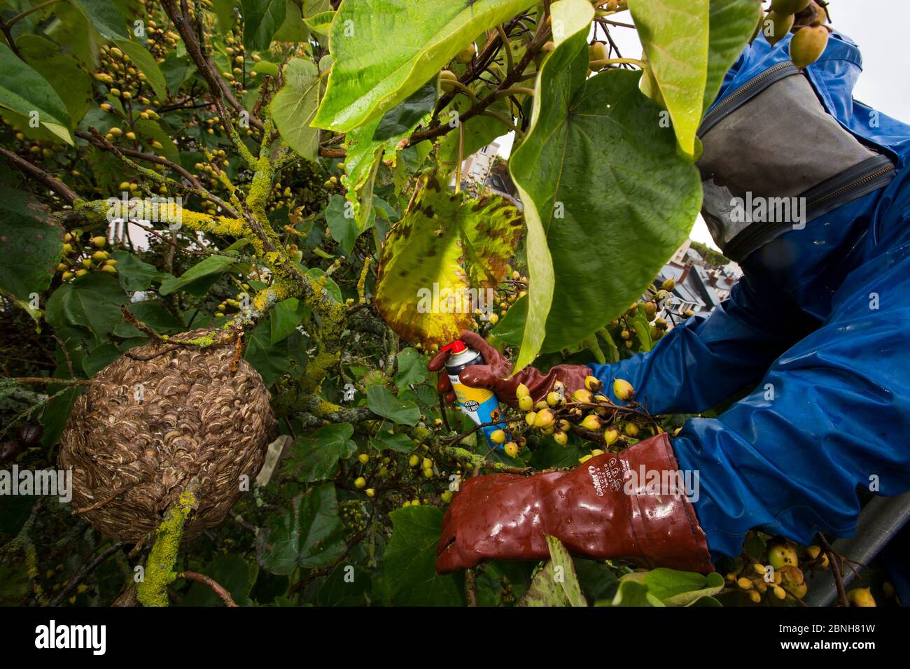 Asiatische räuberischen Wespe (Vespa velutina nigrithorax) Menschen zerstören und entfernen das Nest, invasive Arten, Nantes, Frankreich, September 2015 Stockfoto
