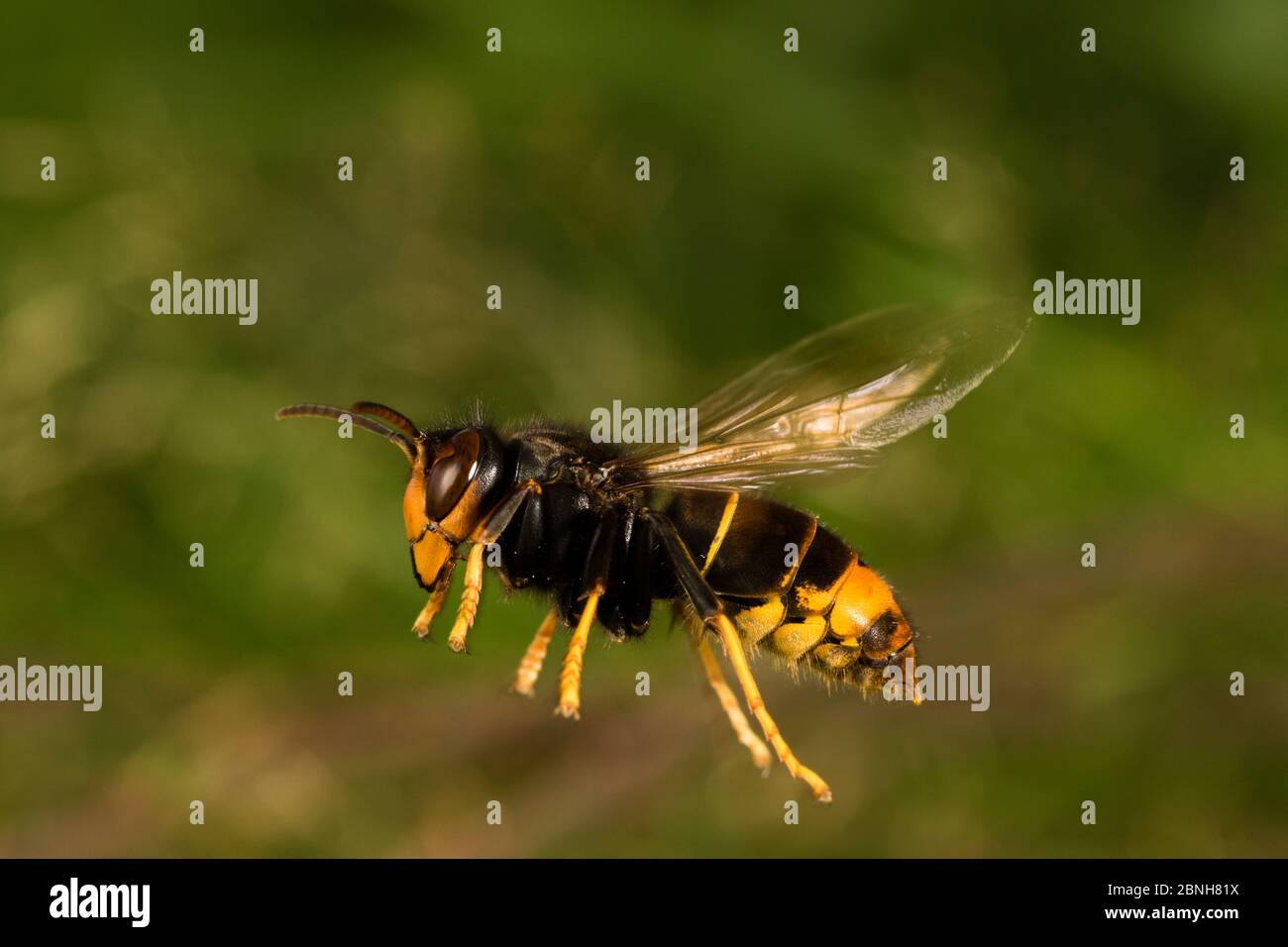 Asiatische räuberischen Wespe (Vespa velutina nigrithorax) Menschen zerstören und entfernen das Nest, invasive Arten, Nantes, Frankreich, September 2015 Stockfoto