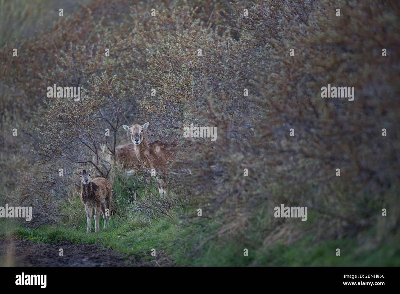 Mouflon (Ovis gmelini musimon) Weibchen und Jungtiere in der Vegetation, eine eingeführte Art in Baie de Nature Somme Reserve, Frankreich, April 2015 Stockfoto