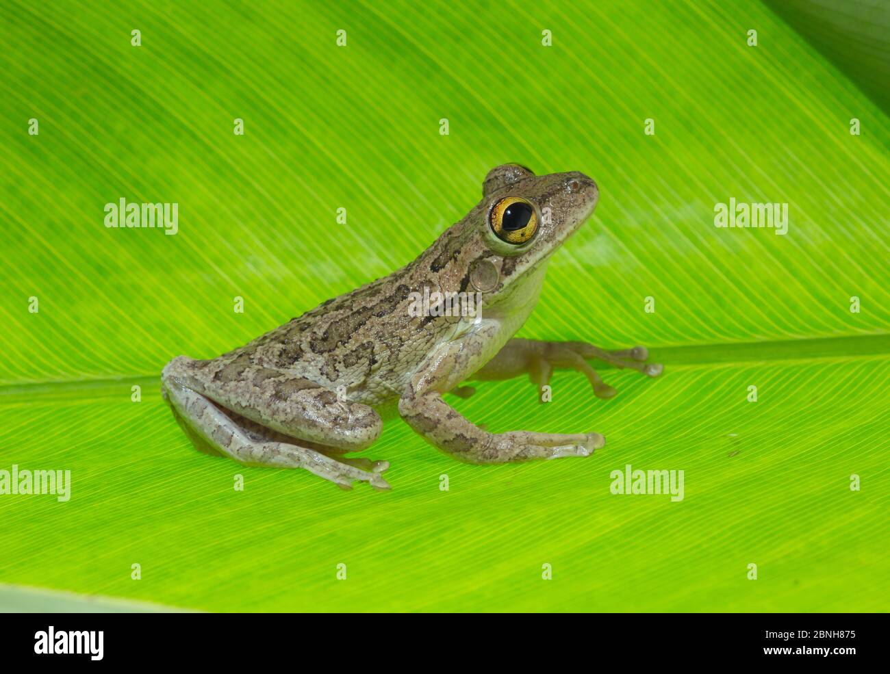 Kubanischer Baumfrosch (Osteopilus septentrionalis) auf Blatt, Florida, März. Eingeführte Arten. Stockfoto