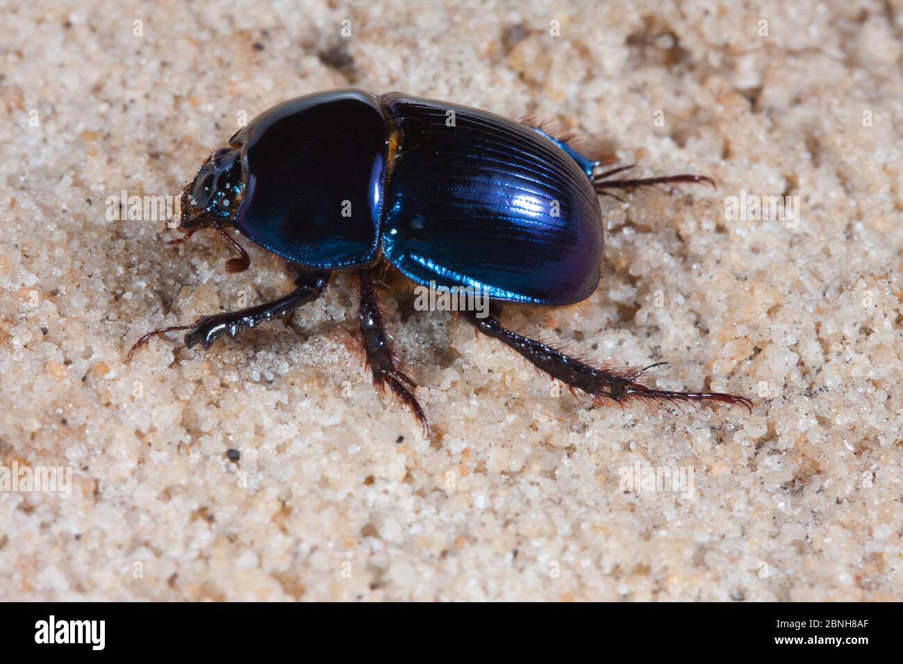 Scharabenkäfer (Peltotrupes profundus) endemisch in Florida. Kontrollierte Bedingungen. Stockfoto