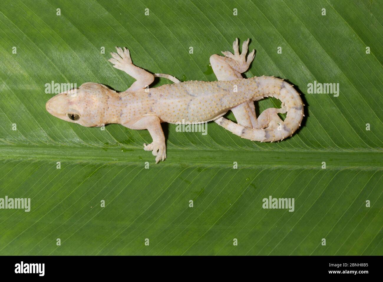 Hausgecko (Hemidactylus mabouia) eingeführt Arten, Florida, USA. April. Stockfoto