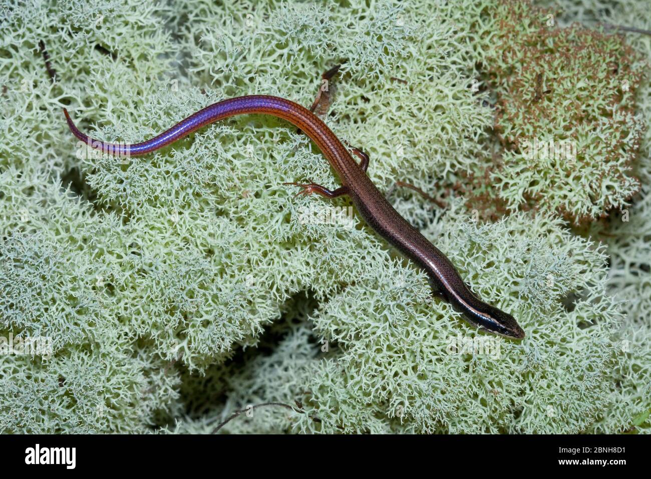 Halbinsel Maulwurf Skink (Plestiodon egregius onocrepis) kontrollierte Bedingungen, Ocala National Forest, Central Florida, USA. Oktober. Stockfoto