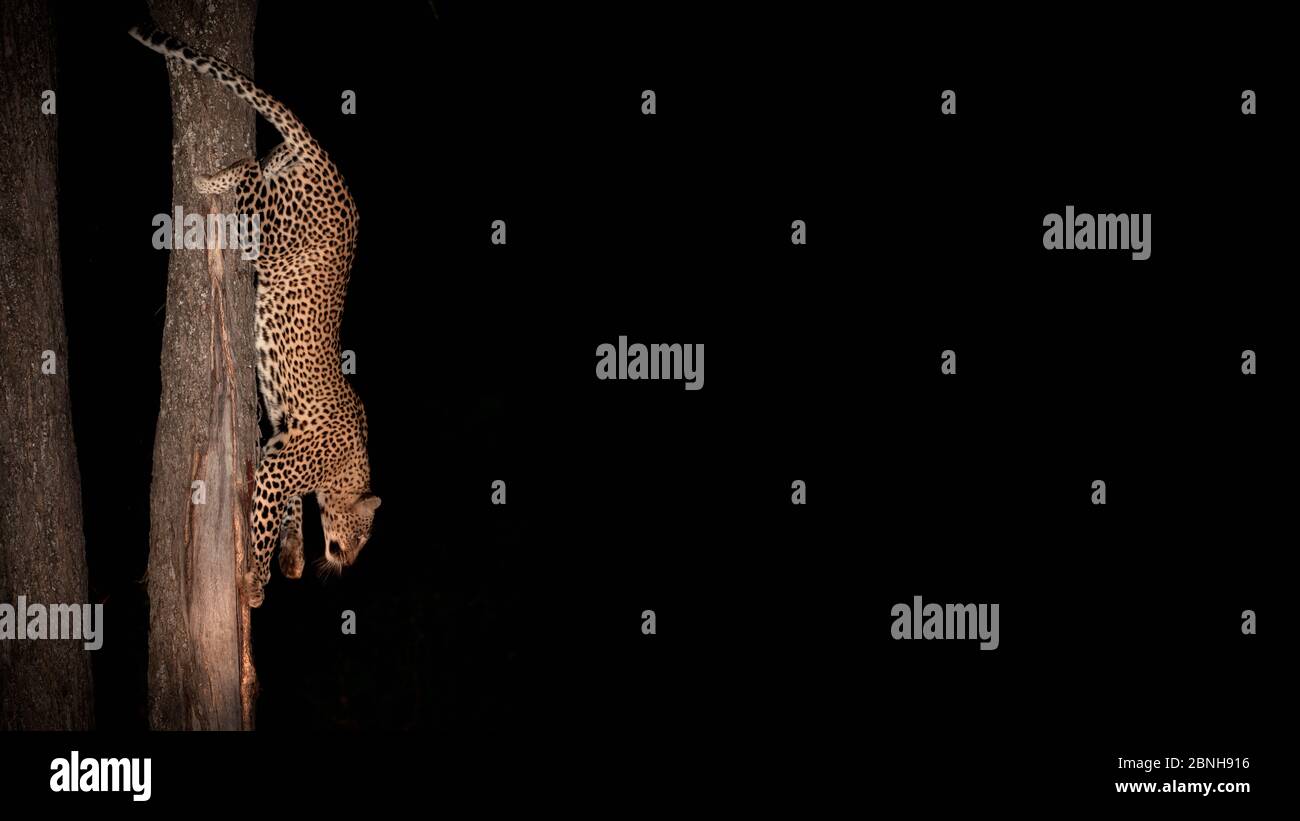 Leopard (Panthera pardus) Weibchen klettert nachts den Baum hinunter, Sabi Sand Game Reserve, Südafrika. Fotografiert mit Spotlicht und Blitz. Stockfoto