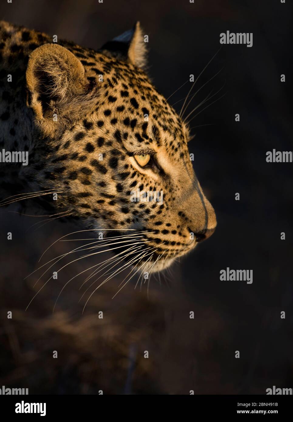 Leopard (Panthera pardus) weibliches Kopfprofil in der frühen Morgensonne, Sabi Sand Game Reserve, Südafrika Stockfoto