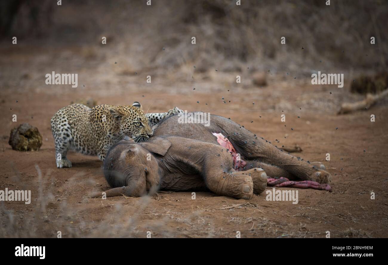 Leopard (Panthera pardus) nervös Untersuchung tot afrikanischen Elefantenkalb (Loxodonta africana), die an natürlichen Ursachen gestorben war, Greater Kruger Nati Stockfoto