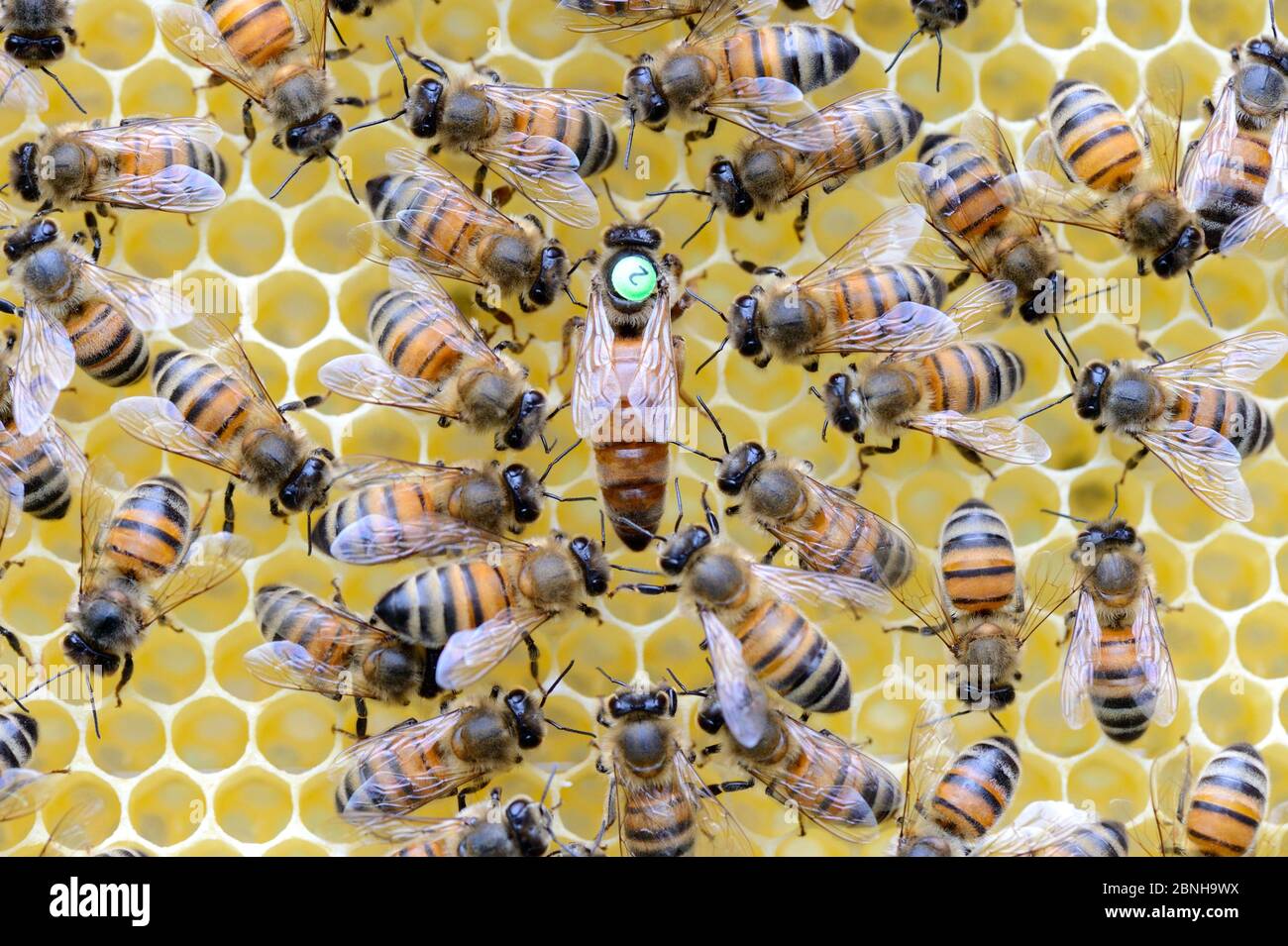 Europäische Honigbienen (APIs mellifera) mit markierter Königin unter den Arbeitern auf Wabe. Lothringen, Frankreich. Mai. Stockfoto