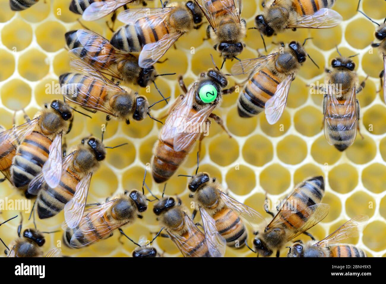 Europäische Honigbienen (APIs mellifera) mit markierter Königin unter den Arbeitern auf Wabe. Lothringen, Frankreich. Mai. Stockfoto
