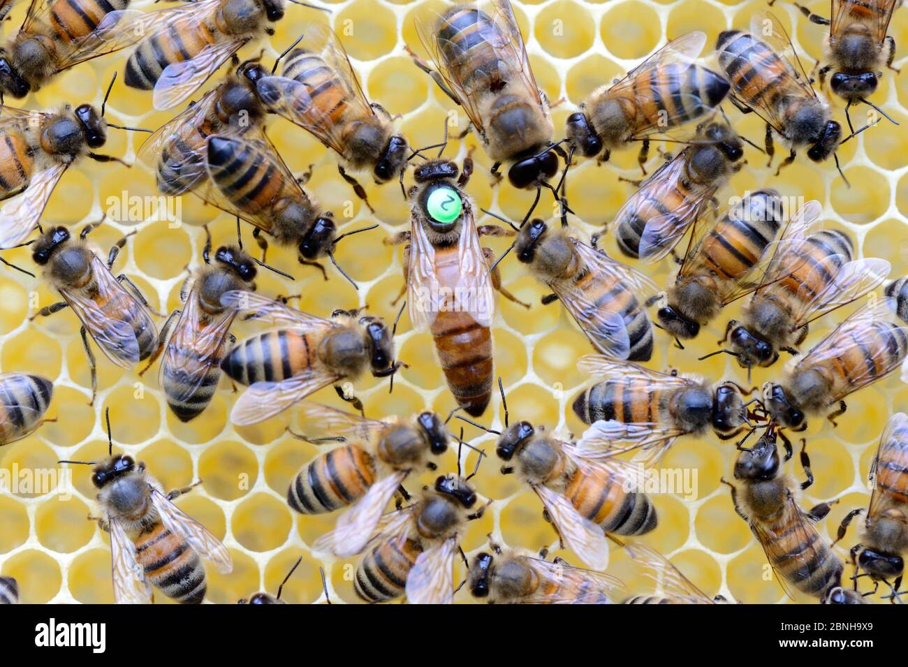 Europäische Honigbienen (APIs mellifera) mit markierter Königin unter den Arbeitern auf Wabe. Lothringen, Frankreich. Mai. Stockfoto