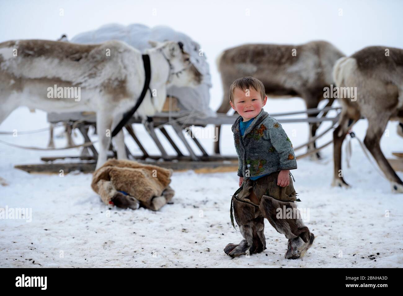 Der junge Nenet-Junge im Camp trägt traditionelle Winterstiefel aus Rentierfell. Rentier (Rangifer tarandus) und Schlitten im Hintergrund. Yar-Sale-Distri Stockfoto