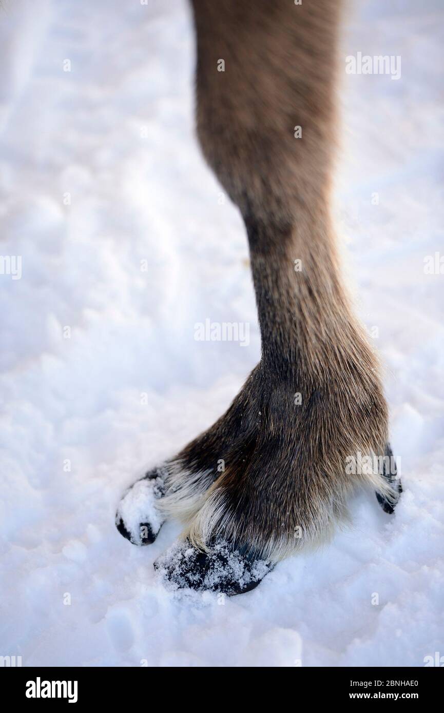 Nahaufnahme des Rentierhufers im Schnee (Rangifer tarandus). Yar-Sale Bezirk, Yamal, Nordwest-Sibirien, Russland. April. Stockfoto