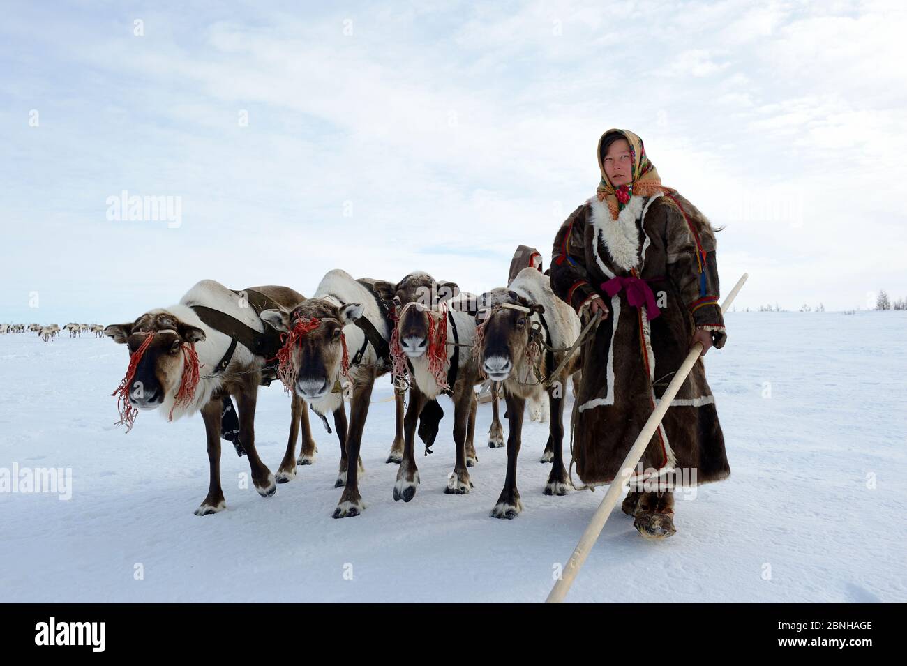 Ekaterina Yaptik, Nenet Frau führt Rentier (Rangifer tarandus) Schlitten auf Frühjahrszug in der Tundra. Yar-Sale Bezirk, Yamal, Nordwest-Sibirien, R Stockfoto