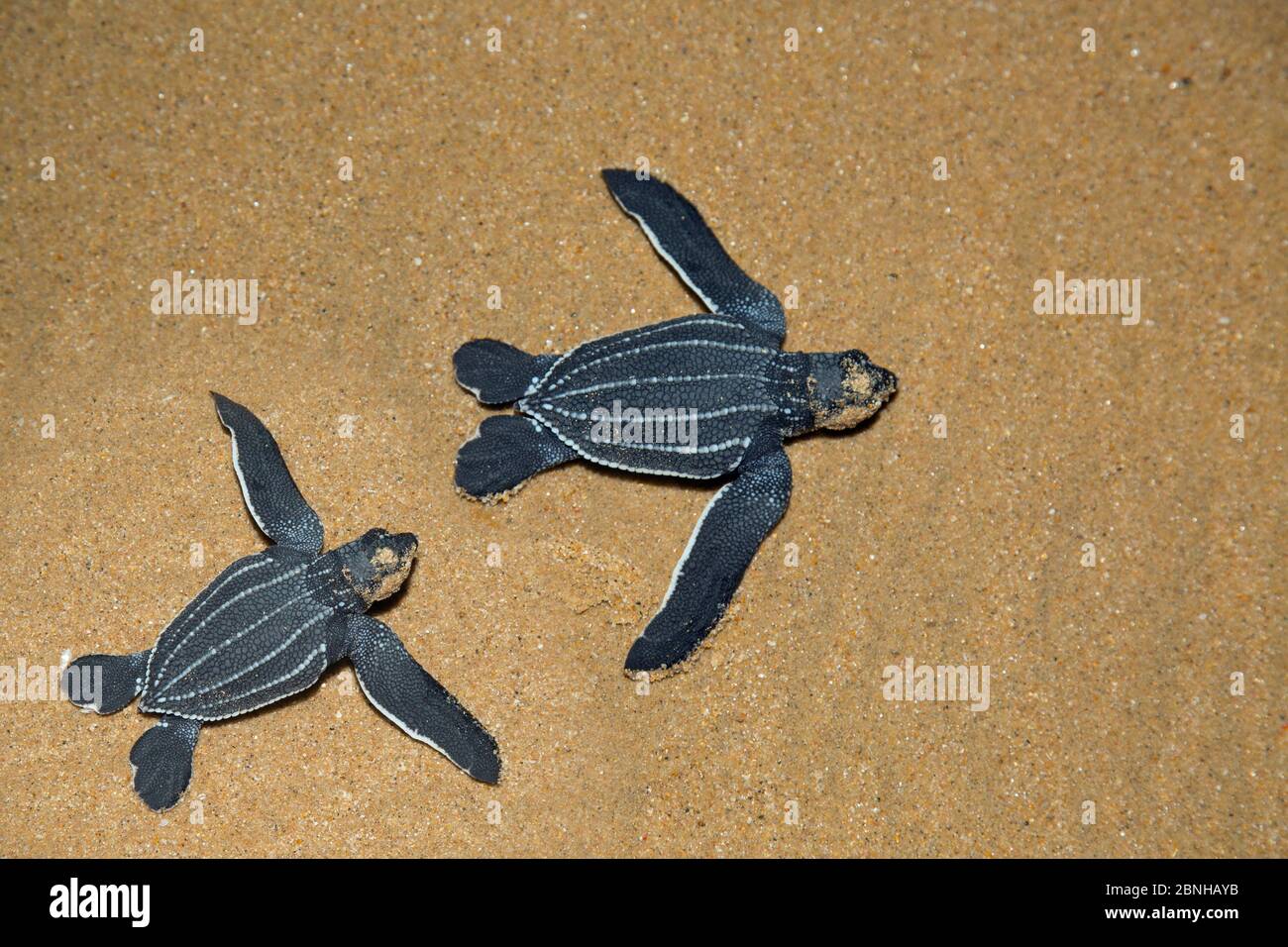 Lederschildkröten (Dermochelys coriacea), die Jungtiere, Thonga Beach, Maputuland, KwaZulu-Natal, Südafrika. Januar. Stockfoto