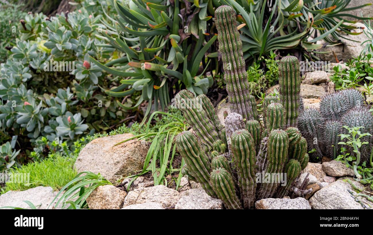 Acanthocereus tetragonus oder Triangle Kaktus im Steingarten  Stockfotografie - Alamy