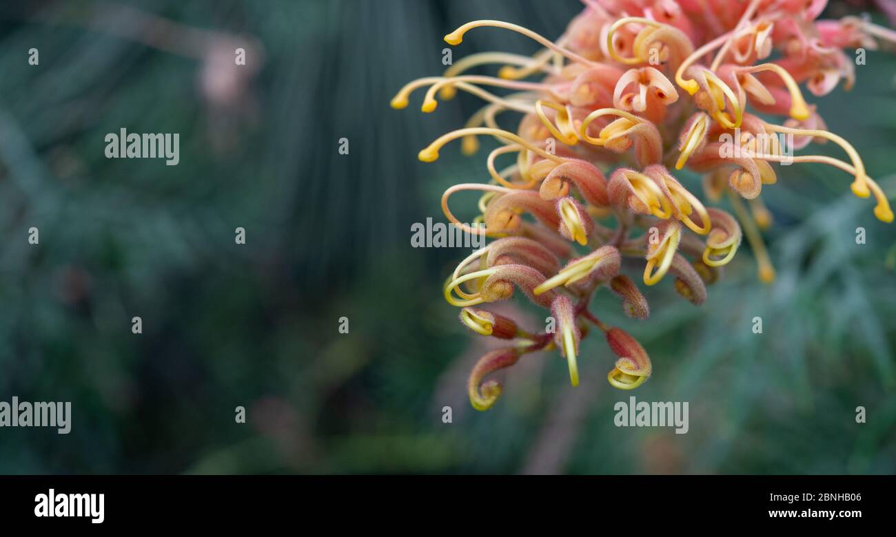 Aufnahme von gelbem und rotem Grevillea „Superb“ Stockfoto