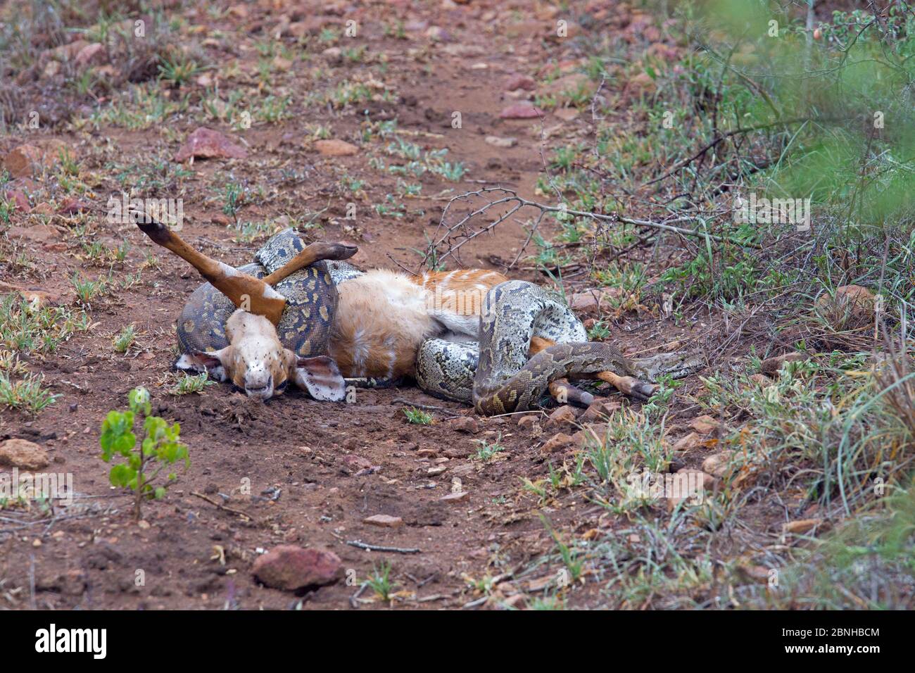 Afrikanische Steinpython (Python sebae sebae), die ein Nyala (Tragelaphus angasii) Kalb einengt, Natal, Südafrika, Januar. Stockfoto