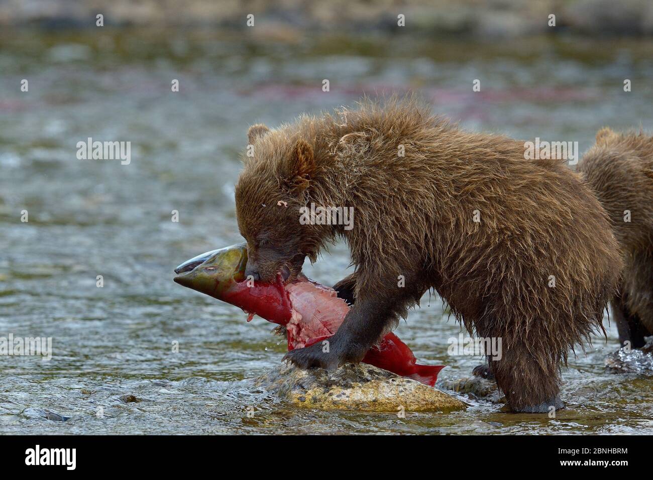 Grizzly Bär (Ursus arctos horribilis) jung mit Sockeye Lachs, Katmai, Alaska, USA, August. Stockfoto