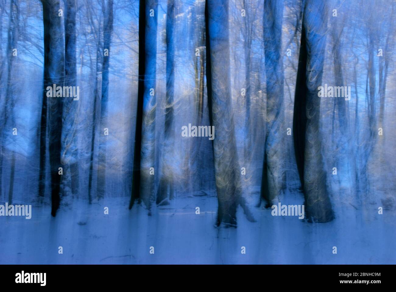 Europäische Buchen (Fagus sylvatica) Bäume, künstlerische abstrakte Aufnahme von Baumstämmen im Winter, Serrahn, Muritz-Nationalpark, Weltkulturerbe, Stockfoto