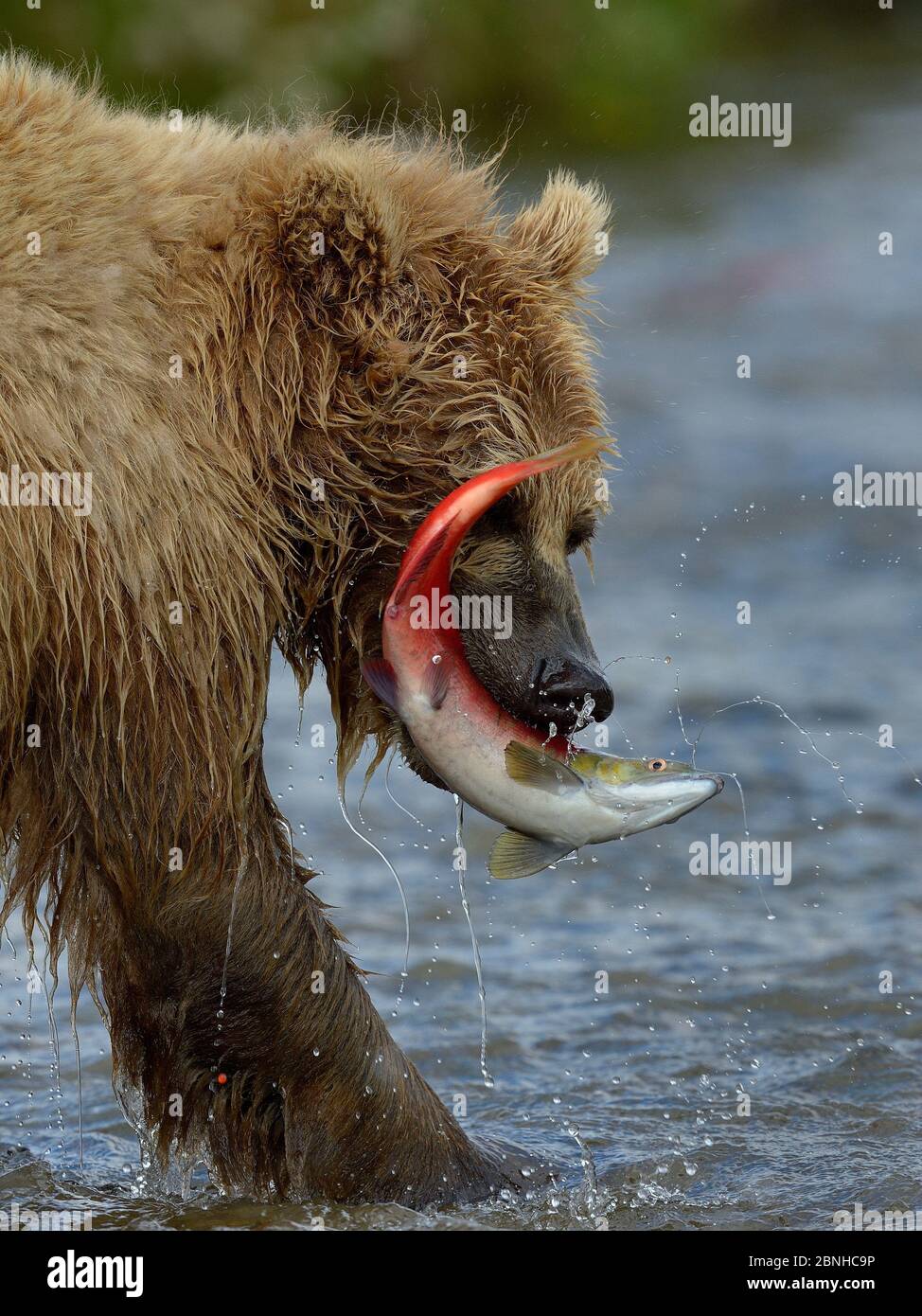 Grizzly Bär (Ursus Arctos horribilis) mit Sockeye Lachsbeute im Fluss, Katmai Nationalpark, Alaska, August. Stockfoto