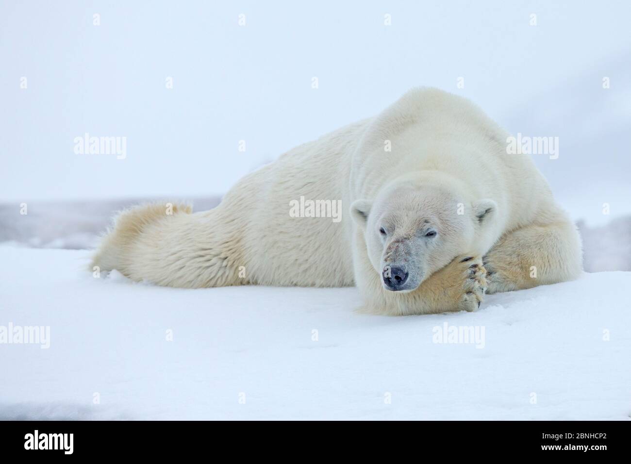 Eisbär (Ursus maritimus) schläft im Schneesturm. Svalbard, Norwegen. Juli. Stockfoto