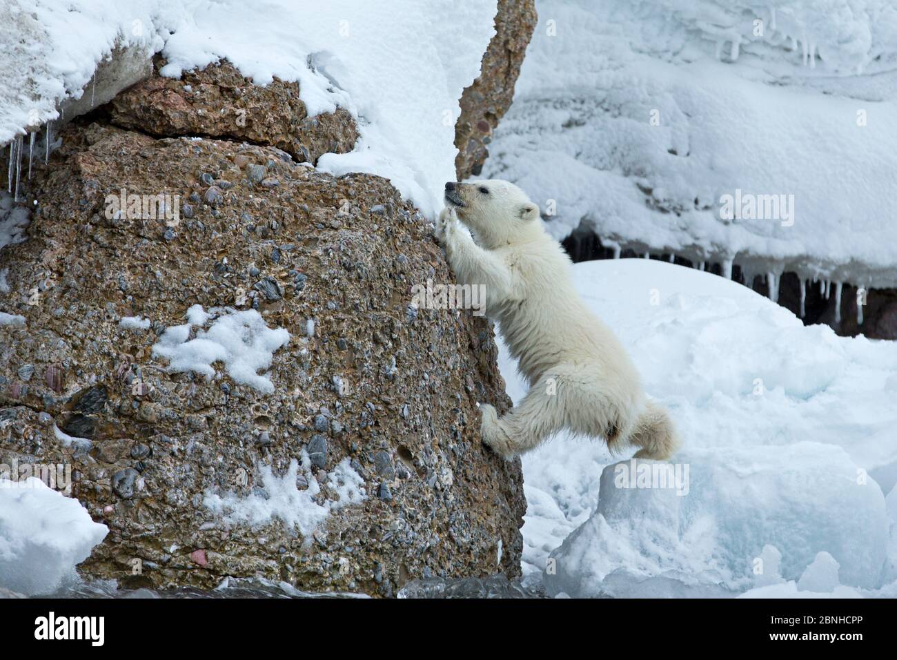 Eisbär (Ursus maritimus) Junge kämpfen, um RocksSvalbard, Norwegen zu klettern. Juli. Stockfoto