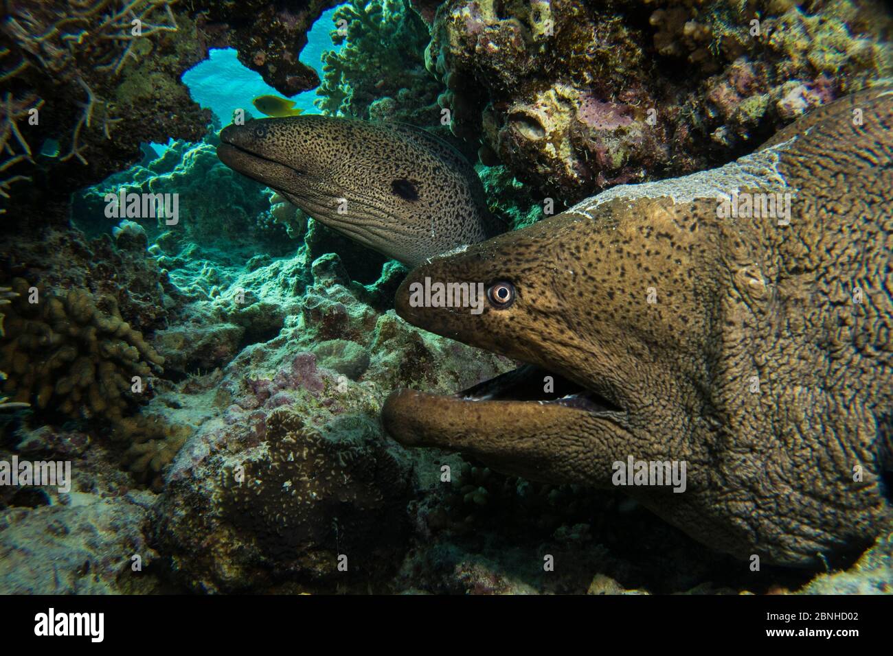 Paar Riesenmoränen (Gymnothorax javanicus) in einer Höhle, Gubal Island, nördliches Rotes Meer. Stockfoto