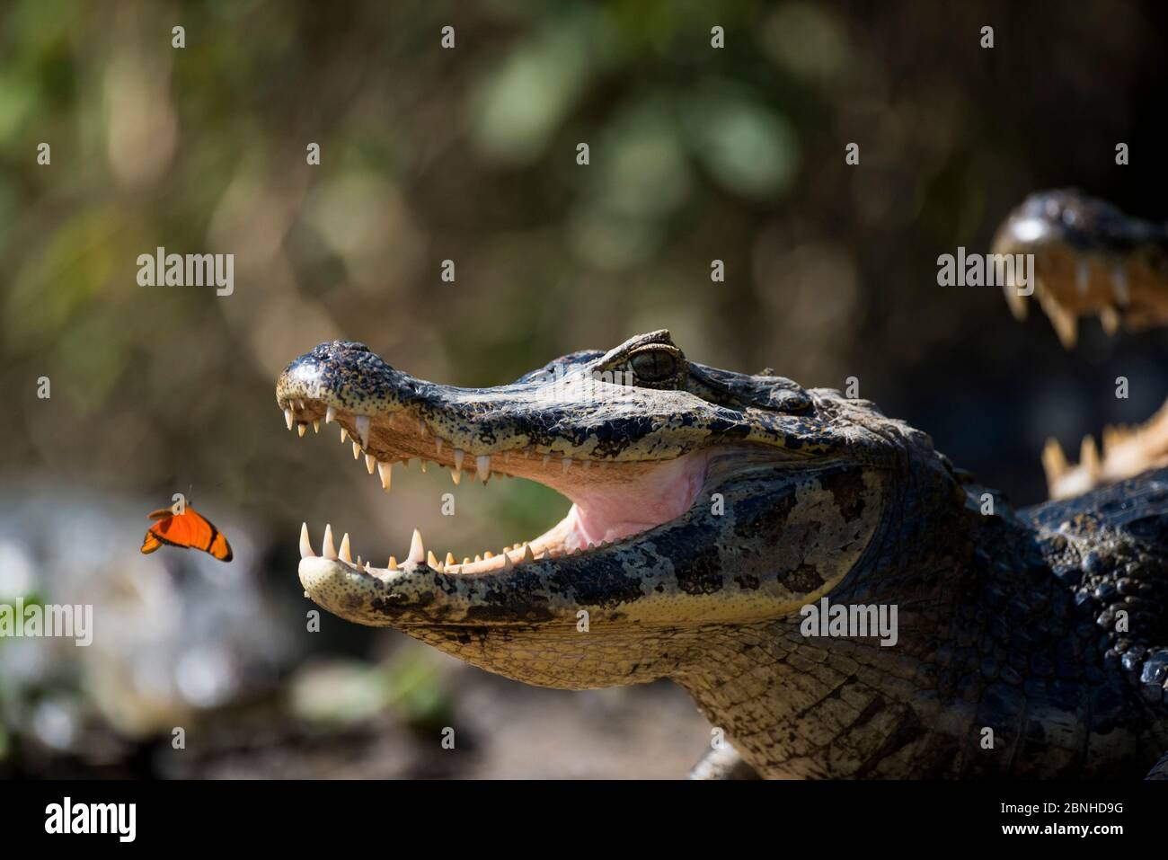 Julia heleconia (Dryas iulia) Schmetterling fliegen nach Yacare caiman (Caiman yacare) mit offenem Mund während Thermoregulierung. Schmetterlinge landen oft auf cai Stockfoto