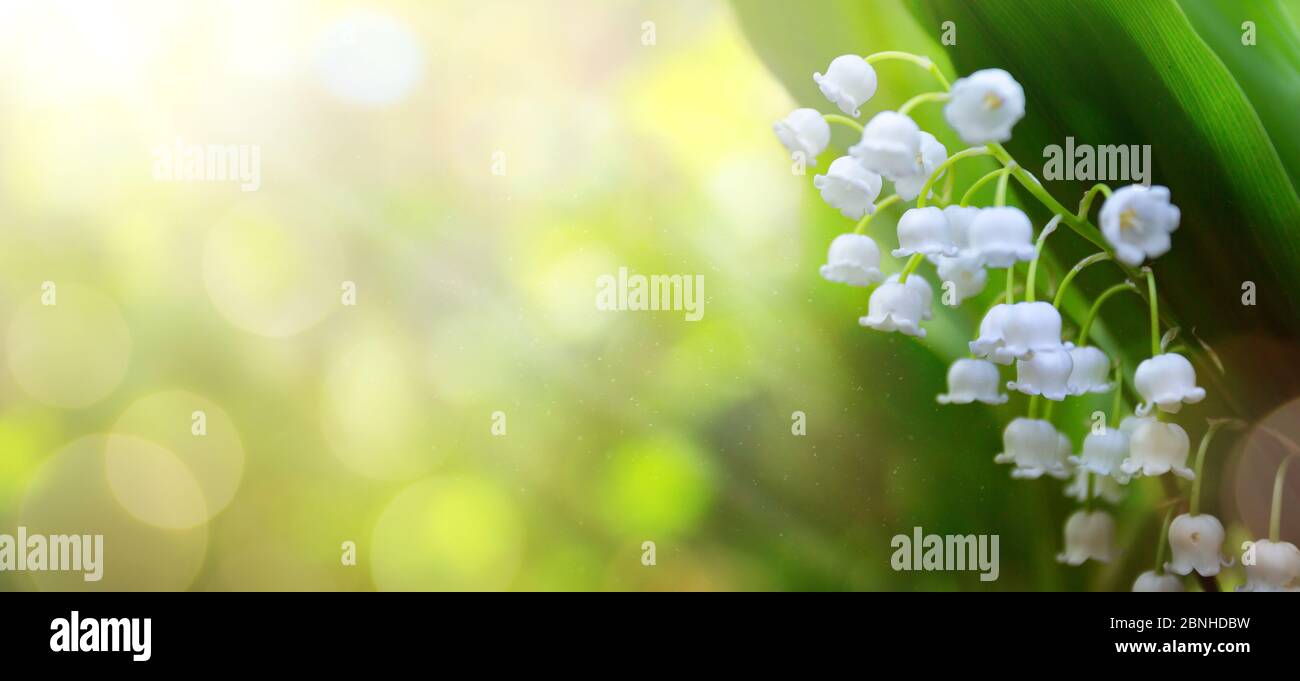 Kunst abstrakt Frühling Hintergrund mit frischen weißen Blumen Stockfoto
