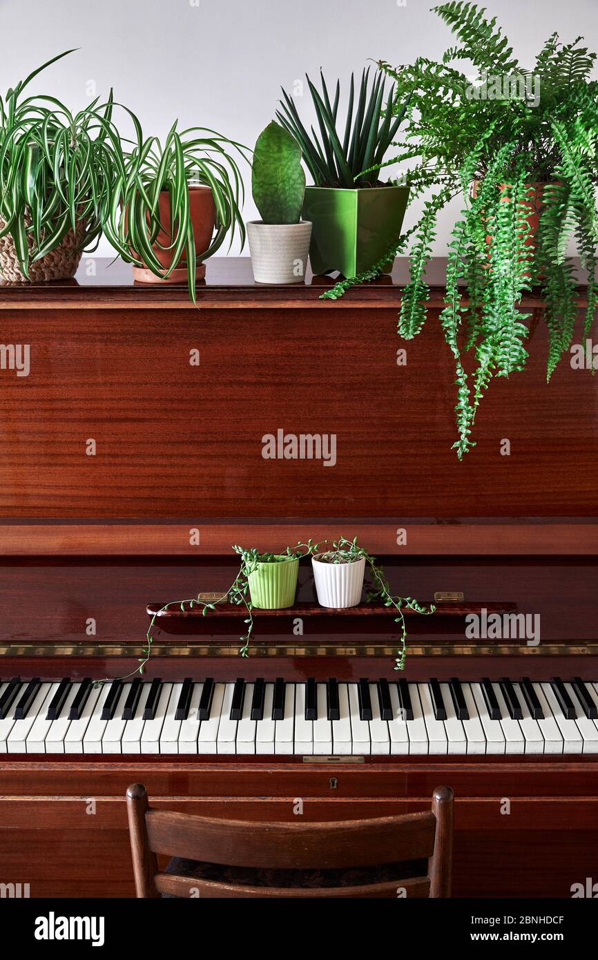 Altes Vintage-Klavier mit verschiedenen grünen Pflanzen in den Töpfen im Zimmer Stockfoto