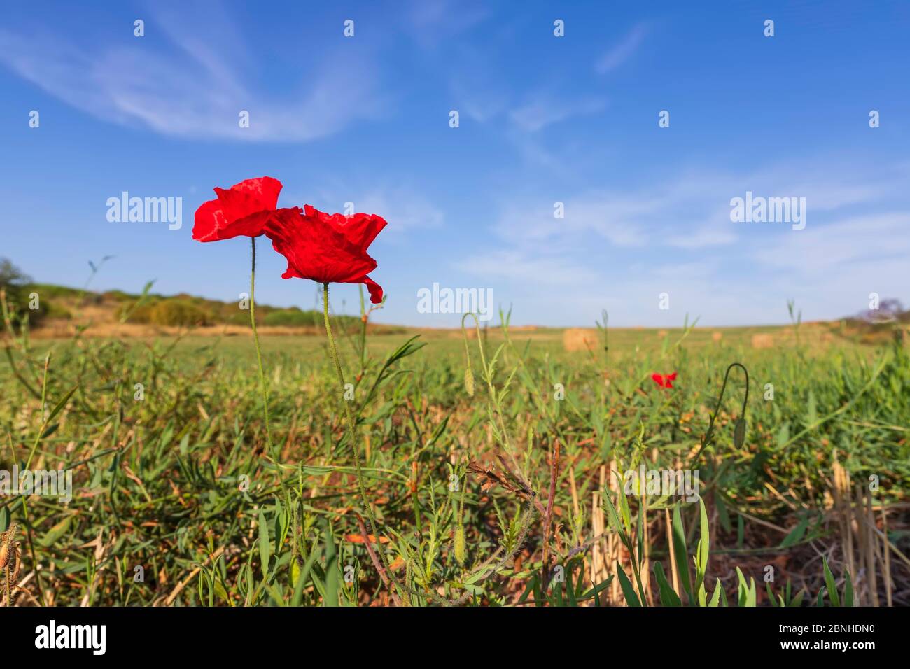 Rote Mohnblumen blühen unter Gras auf einem gemähten Weizenfeld vor dem Hintergrund eines blauen Himmels mit Wolken Stockfoto