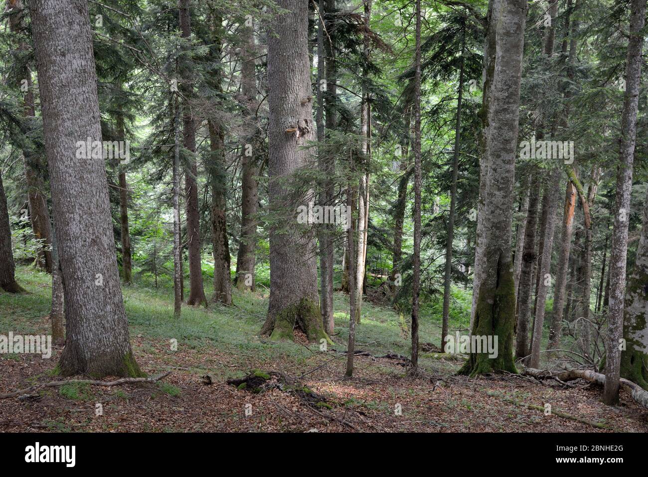 Das Innere des Perucica Urwaldes, einer der wenigen noch erhaltenen Regenwälder Europas, mit einer Mischung aus europäischer Buche (Fagus sylvatica) und Nadelbäumen, Stockfoto